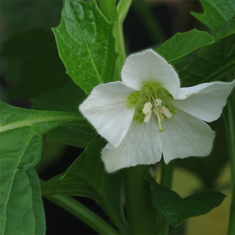 Physalis alkekengi var. franchetii - Lampionblume (Flowering)