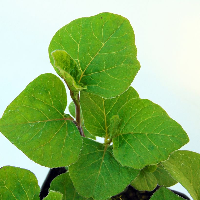 Physalis alkekengi var. franchetii - Lampionblume (Foliage)