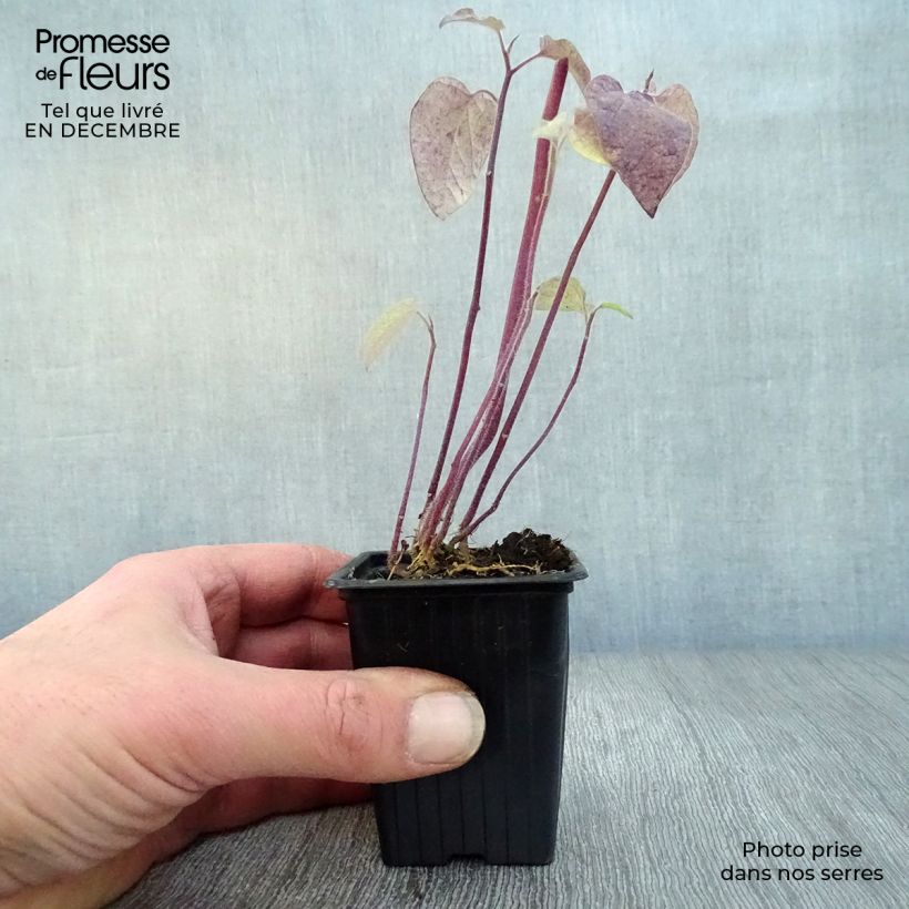 Exemplar von Andenbeere Bio - Physalis peruviana Kleine Töpfe von 7/8 cm wie im Winter geliefert