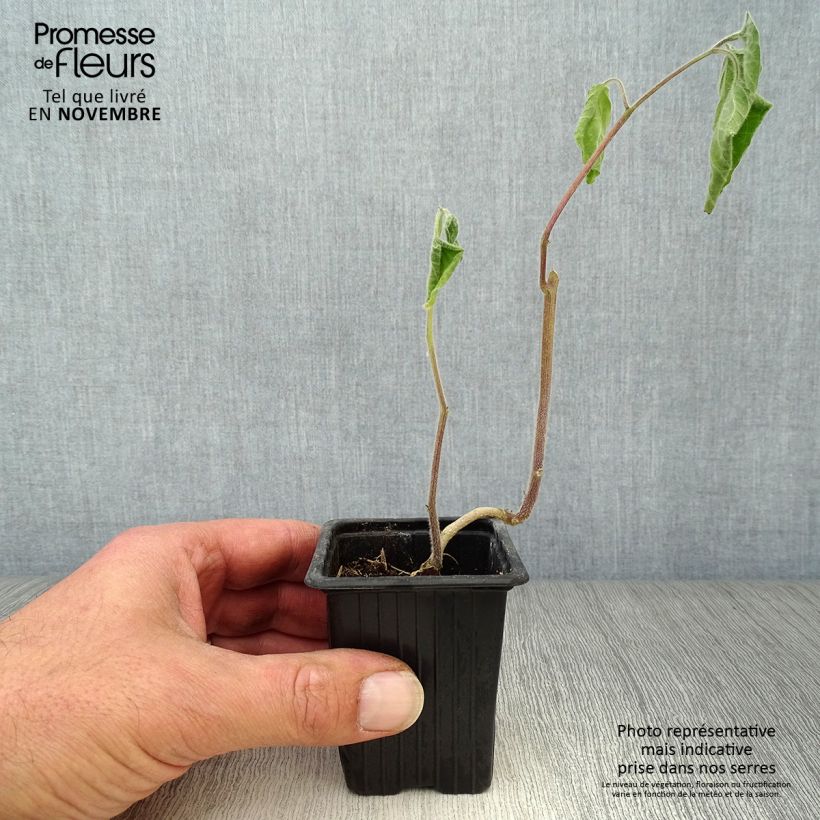 Example of Andenbeere Bio - Physalis peruviana Kleine Töpfe von 7/8 cm as you get in automne