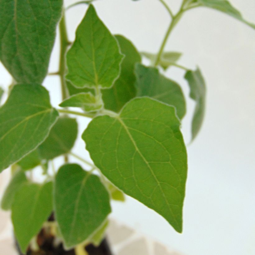 Andenbeere Bio - Physalis peruviana (Foliage)