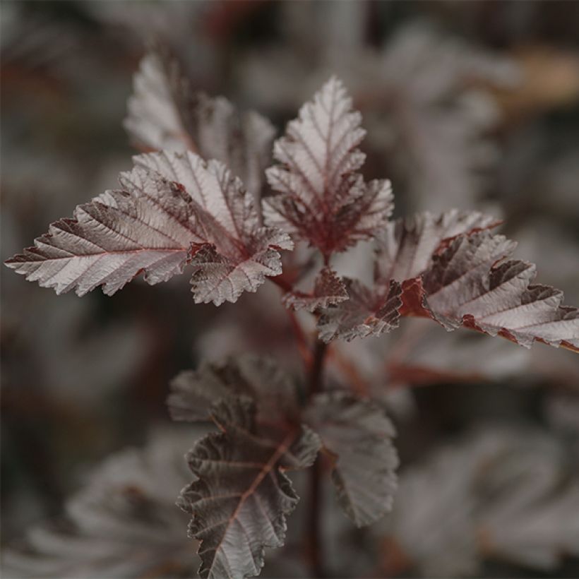 Blasenspiere Midnight - Physocarpus (Foliage)