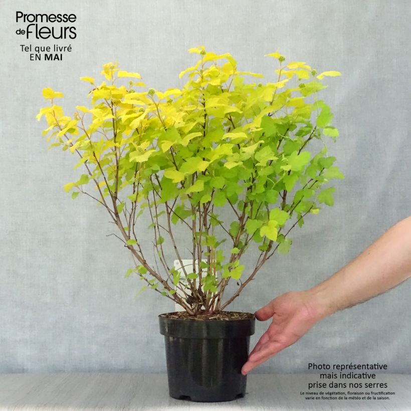 Exemplar von Gelbe Blasenspiere Dart's Gold - Physocarpus Topf mit 3L/4L wie im Frühjahr geliefert