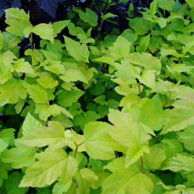 Gelbe Blasenspiere Dart's Gold - Physocarpus (Foliage)