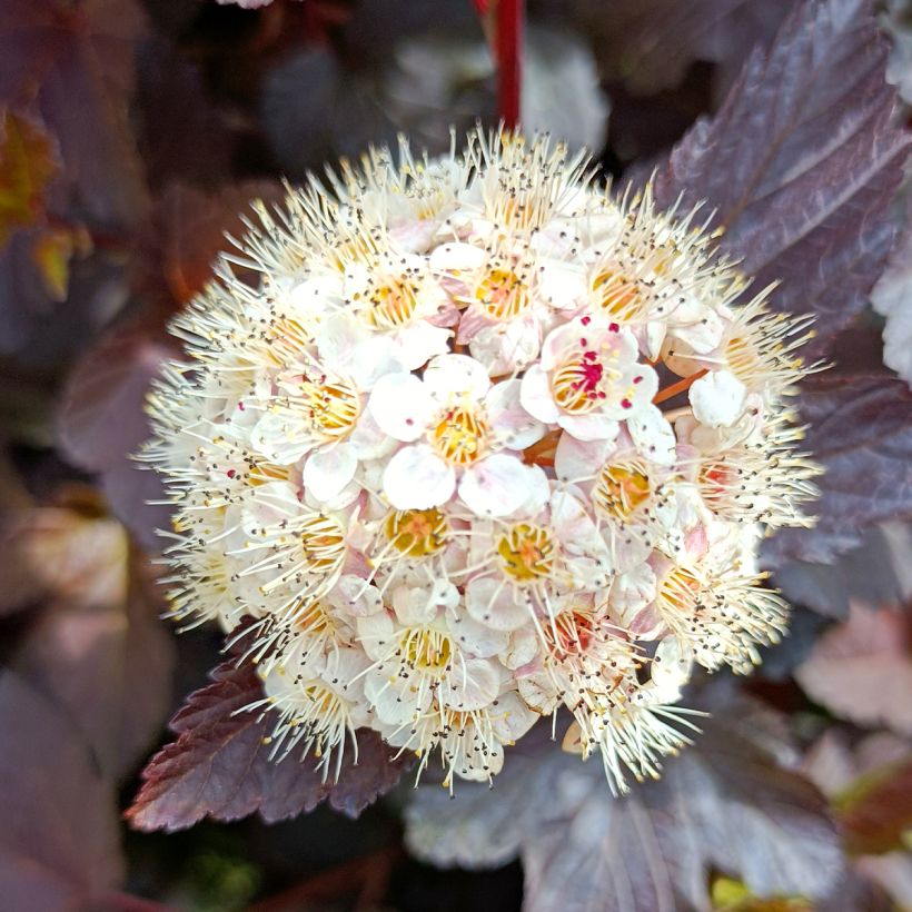 Dunkelrote Blasenspiere Diabolo - Physocarpus (Flowering)