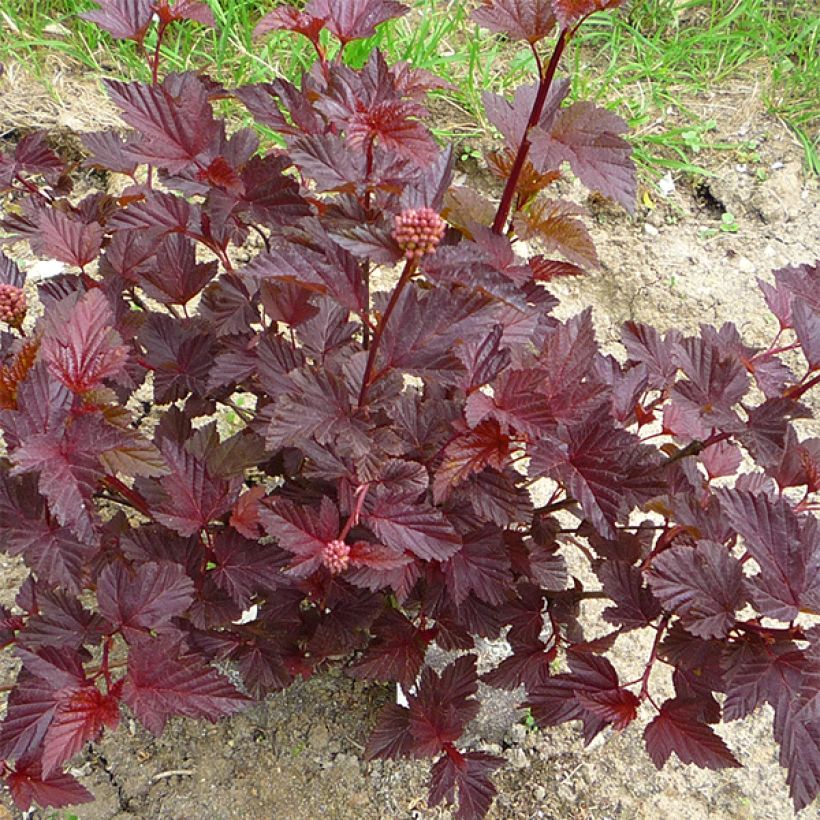 Blasenspiere Lady in Red - Physocarpus (Plant habit)