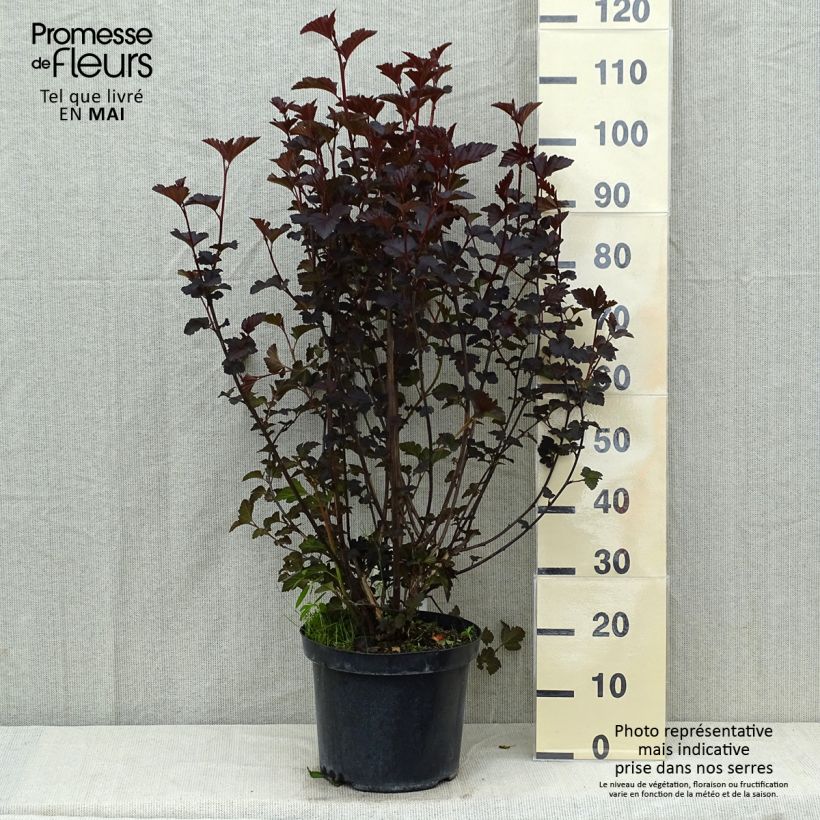 Exemplar von Blasenspiere Midnight - Physocarpus Topf mit 7,5L/10L wie im Frühjahr geliefert