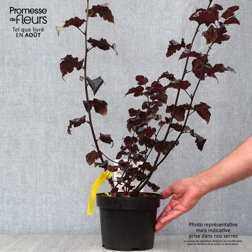 Exemplar von Blasenspiere Midnight - Physocarpus Topf mit 3L/4L wie im Sommer geliefert