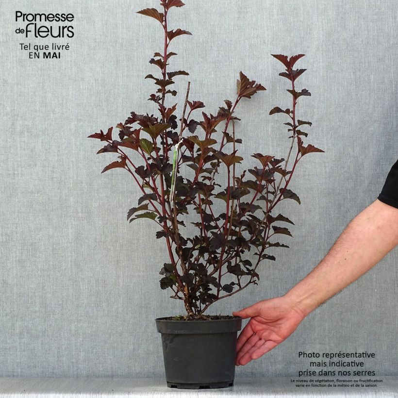 Exemplar von Blasenspiere Midnight - Physocarpus Topf mit 3L/4L wie im Frühjahr geliefert