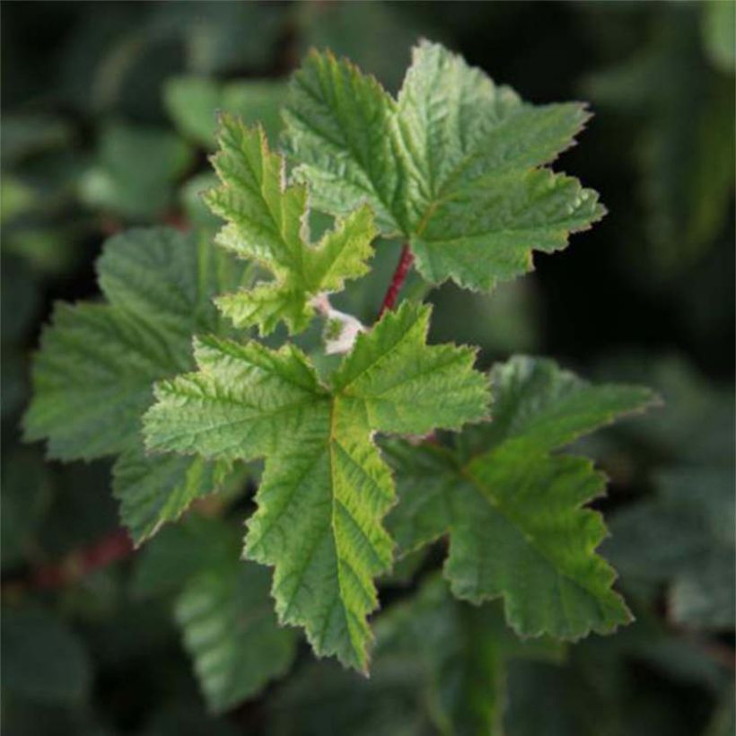 Blasenspiere Tilden Park - Physocarpus capitatus (Foliage)