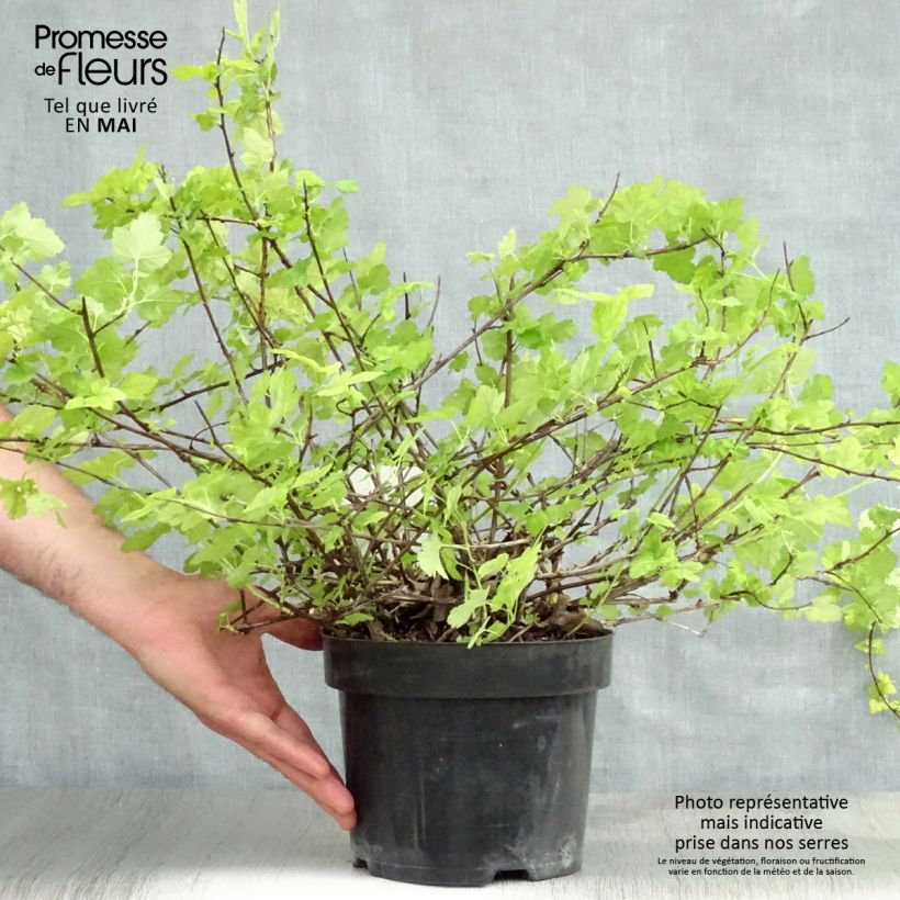 Exemplar von Blasenspiere Tilden Park - Physocarpus capitatus Topf mit 3L/4L wie im Frühjahr geliefert