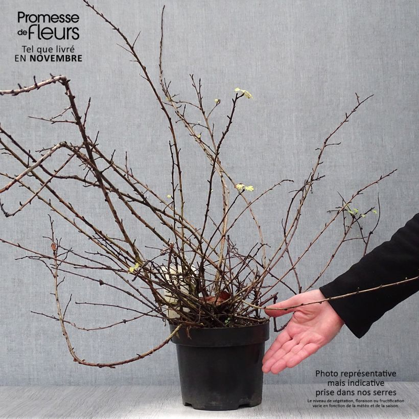 Example of Blasenspiere Tilden Park - Physocarpus capitatus Topf mit 3L/4L as you get in automne