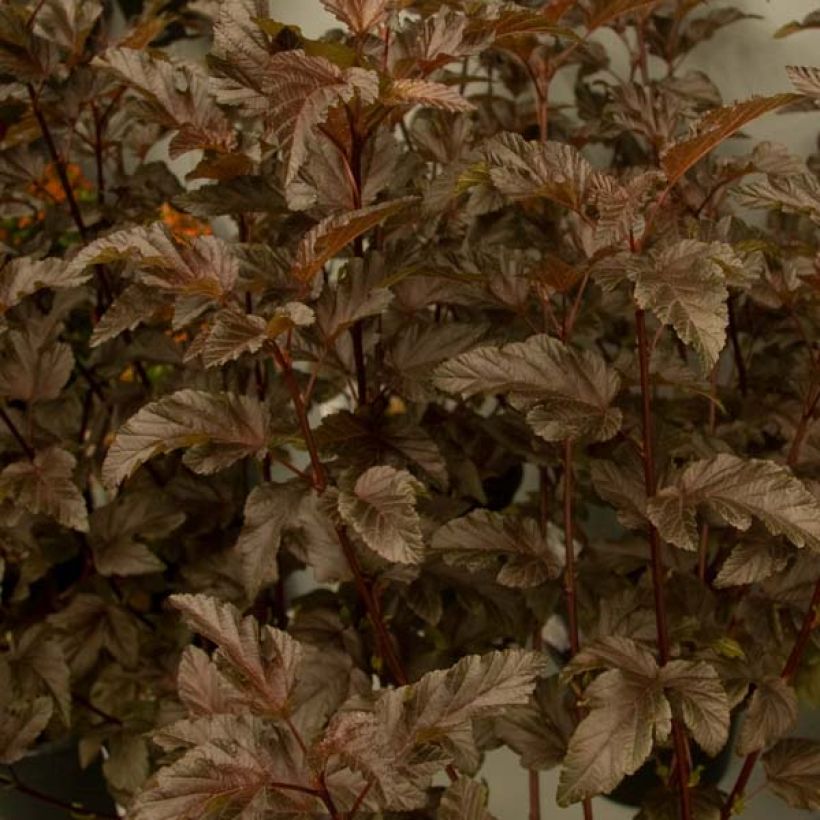 Blasenspiere Diable D'Or - Physocarpus (Foliage)