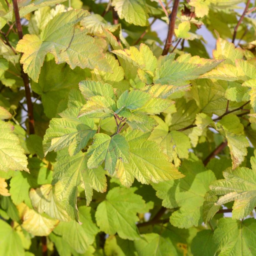 Blasenspiere - Physocarpus (Foliage)