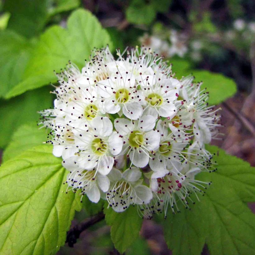 Blasenspiere - Physocarpus (Flowering)