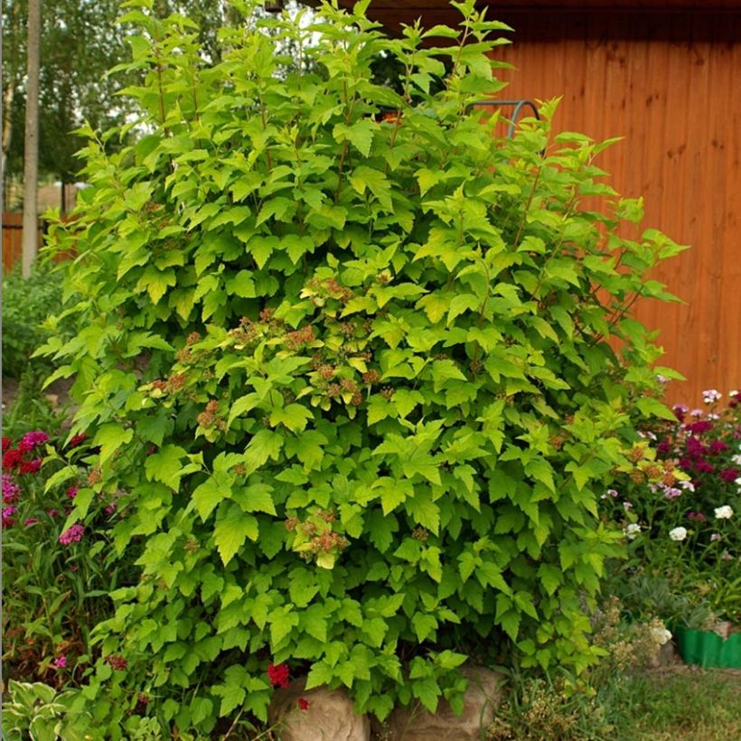 Blasenspiere - Physocarpus (Plant habit)