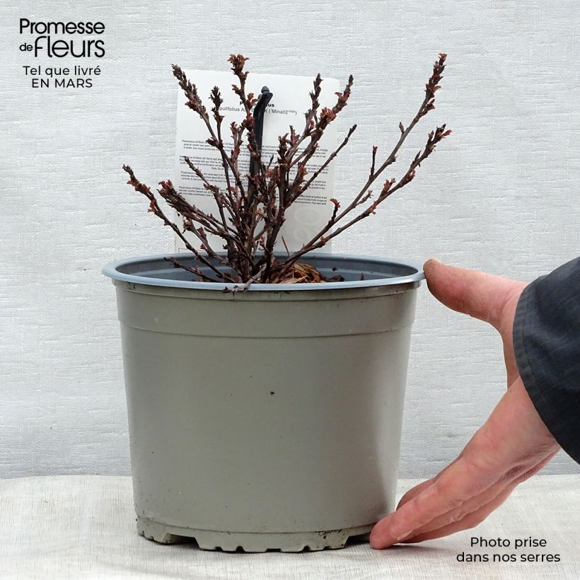 Exemplar von Blasenspiere All Black - Physocarpus Topf mit 3L/4L wie im Frühjahr geliefert