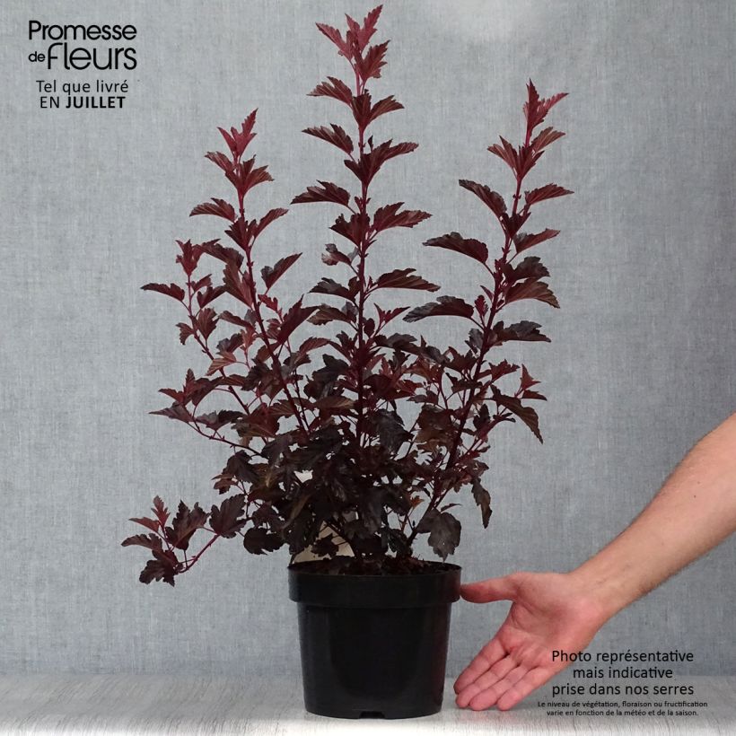 Exemplar von Blasenspiere All Black - Physocarpus Topf mit 3L/4L wie im Sommer geliefert