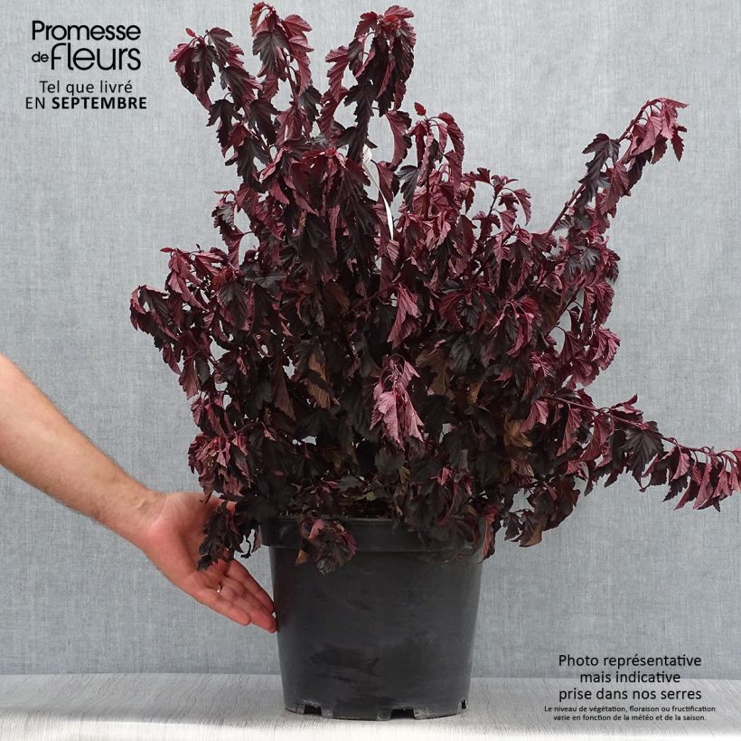 Example of Blasenspiere All Black - Physocarpus Topf mit 7,5L/10L as you get in automne