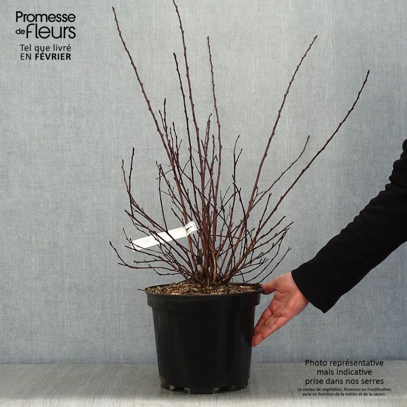 Exemplar von Blasenspiere All Black - Physocarpus Topf mit 7,5L/10L wie im Winter geliefert