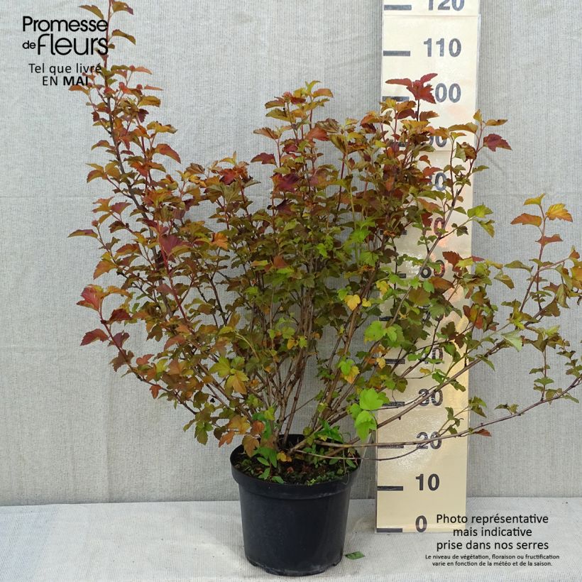 Exemplar von Blasenspiere Amber Jubilee - Physocarpus Topf mit 7,5L/10L wie im Frühjahr geliefert