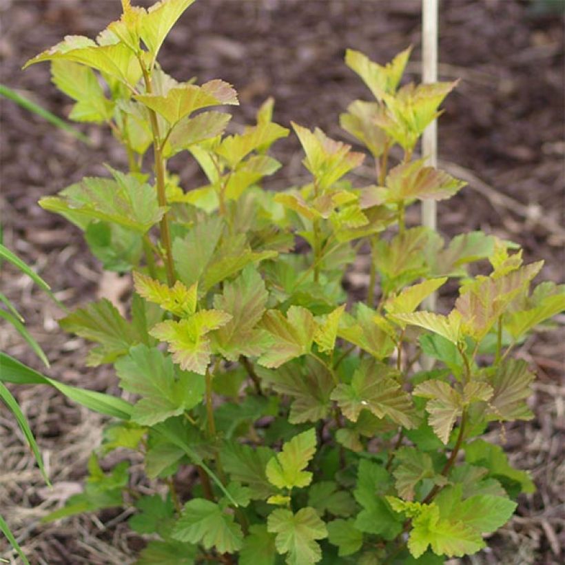 Blasenspiere Amber Jubilee - Physocarpus (Foliage)