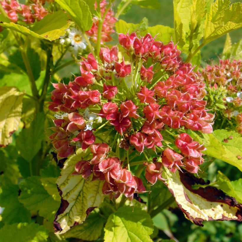 Blasenspiere Angel Gold - Physocarpus (Harvest)