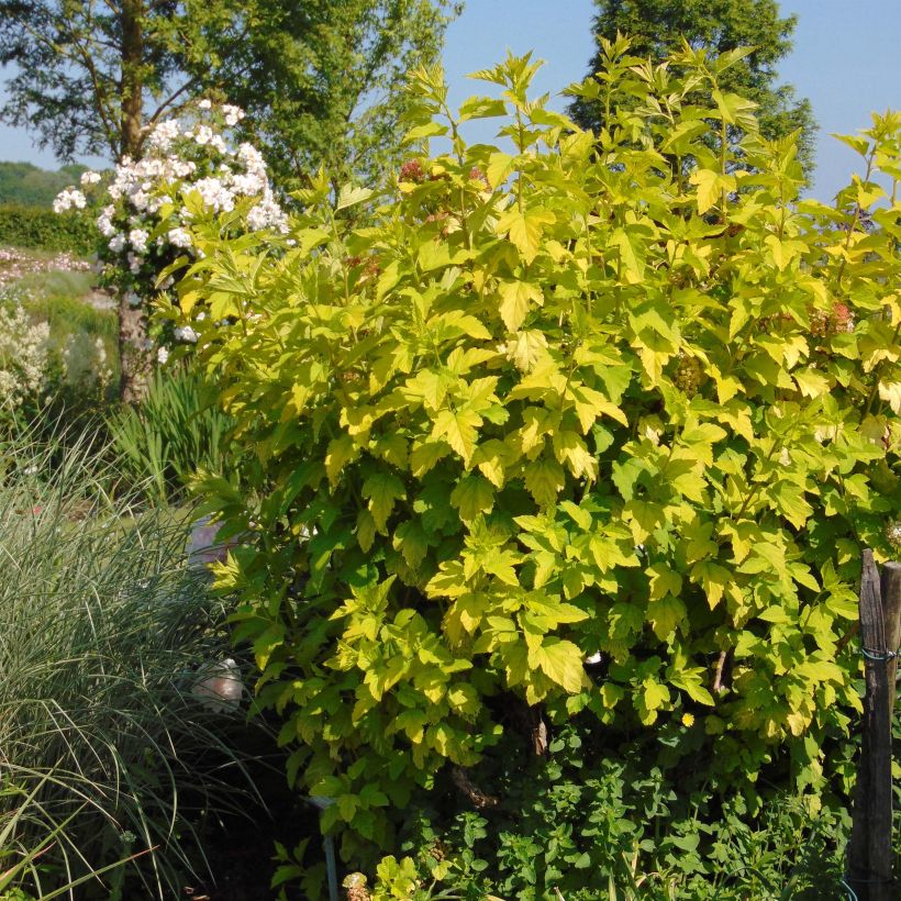 Beispiel eines Exemplars von Physocarpus opulifolius Angel Gold - Physocarpe Pot de 3L/4L wie geliefert
