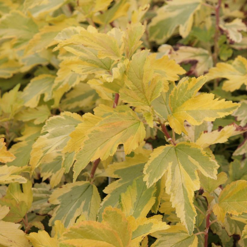 Blasenspiere Anny's Gold - Physocarpus (Foliage)