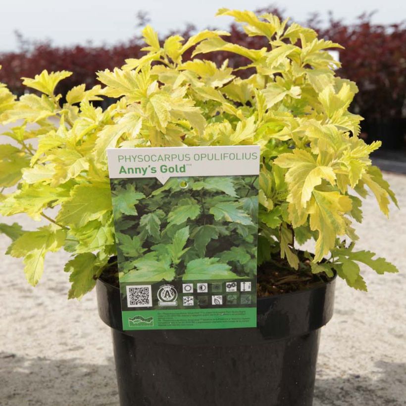 Blasenspiere Anny's Gold - Physocarpus (Plant habit)