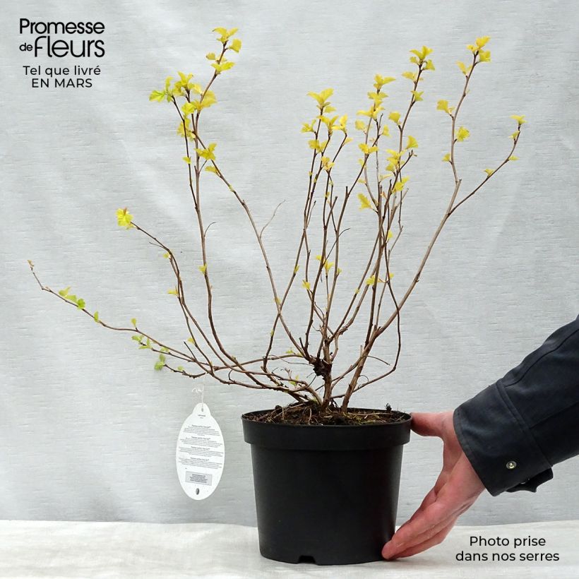 Exemplar von Blasenspiere Anny's Gold - Physocarpus Topf mit 3L/4L wie im Winter geliefert