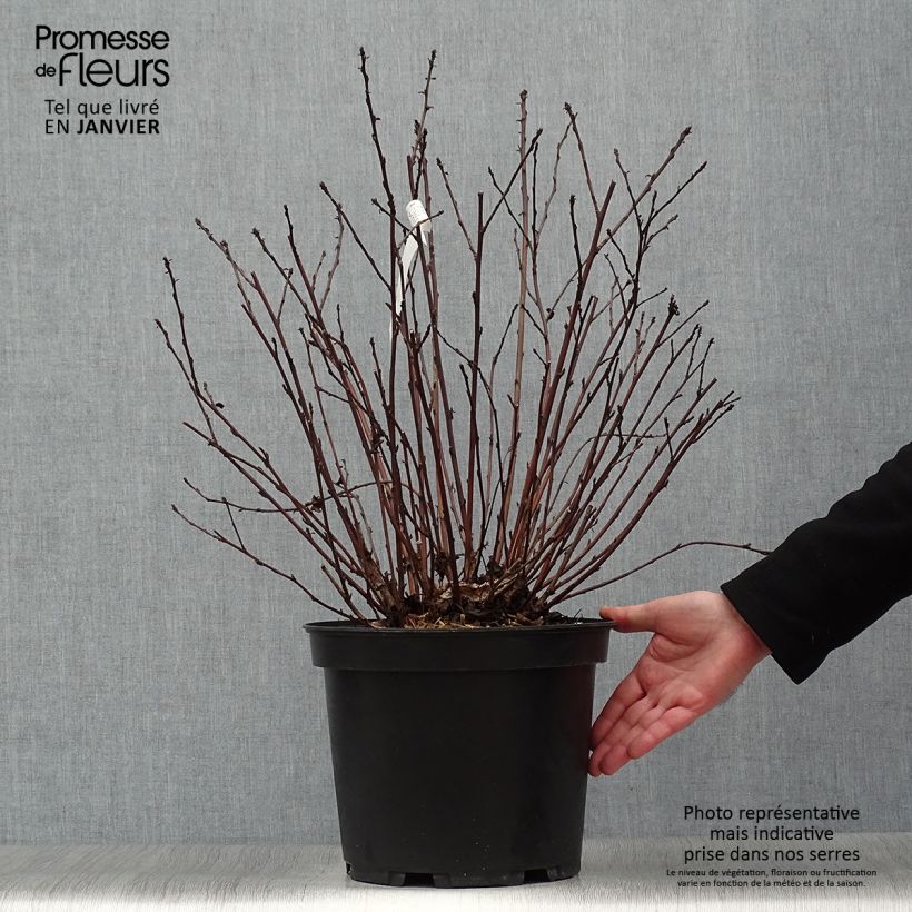 Exemplar von Blasenspiere Black light - Physocarpus Topf mit 7,5L/10L wie im Winter geliefert