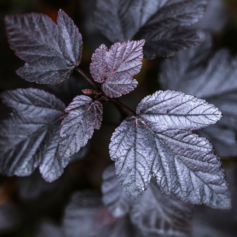 Blasenspiere Black light - Physocarpus (Foliage)