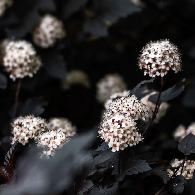 Blasenspiere Black light - Physocarpus (Flowering)