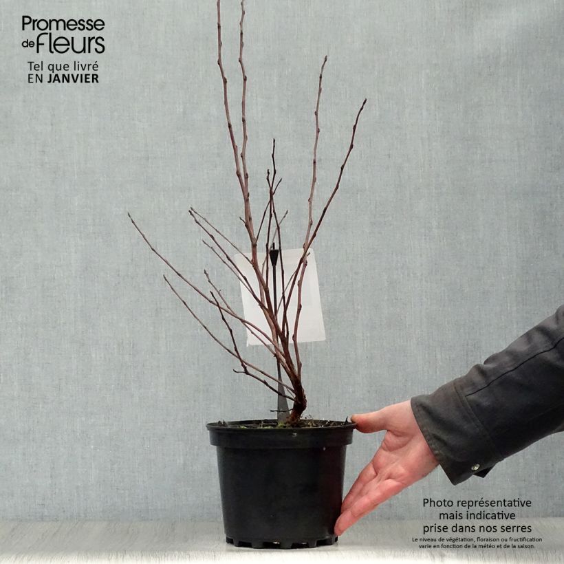 Exemplar von Blasenspiere Diable D'Or - Physocarpus Topf mit 3L/4L wie im Winter geliefert