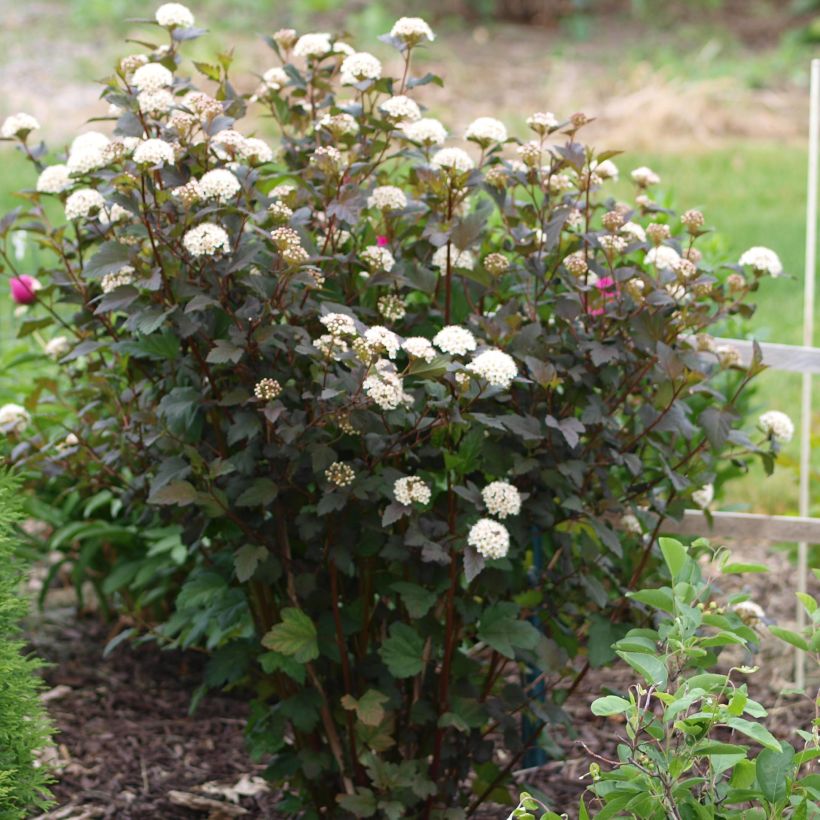 Dunkelrote Blasenspiere Diabolo - Physocarpus (Plant habit)