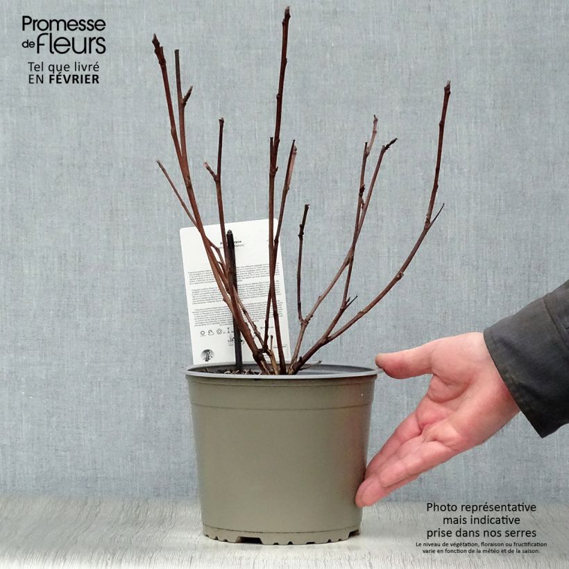 Exemplar von Dunkelrote Blasenspiere Diabolo - Physocarpus Topf mit 3L/4L wie im Winter geliefert