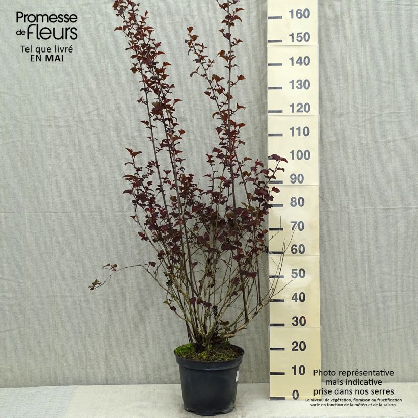 Exemplar von Dunkelrote Blasenspiere Diabolo - Physocarpus Topf mit 6L/7L wie im Frühjahr geliefert