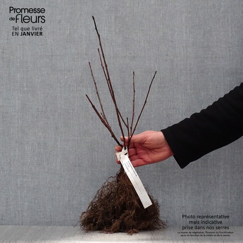 Exemplar von Dunkelrote Blasenspiere Diabolo - Physocarpus Wurzelnackt wie im Winter geliefert