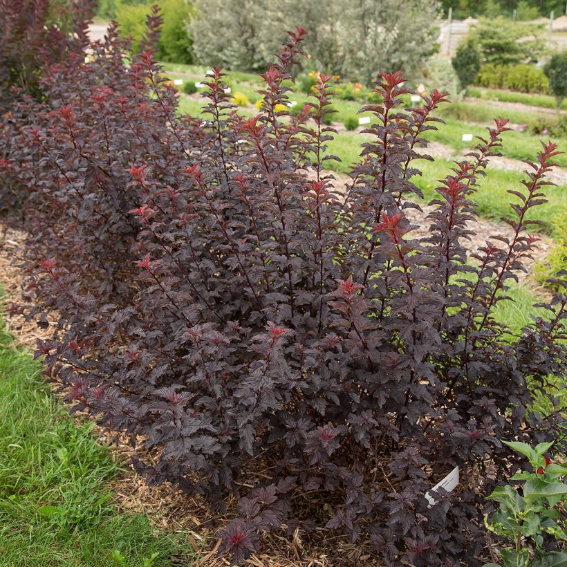 Blasenspiere Fireside 'UMN Harpell' First Editions® - Physocarpus (Plant habit)
