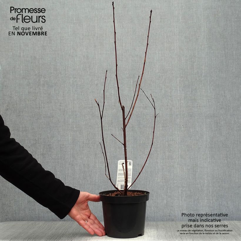 Example of Blasenspiere Lady in Red - Physocarpus Topf mit 3L/4L as you get in automne