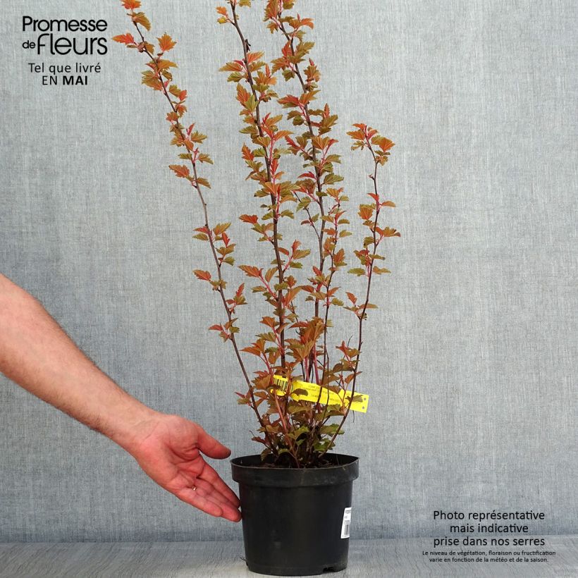 Exemplar von Blasenspiere Little Angel - Physocarpus Topf mit 2L/3L wie im Frühjahr geliefert