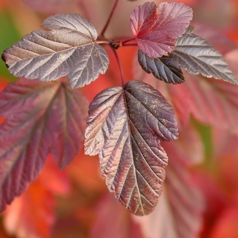 Blasenspiere Little Angel - Physocarpus (Foliage)