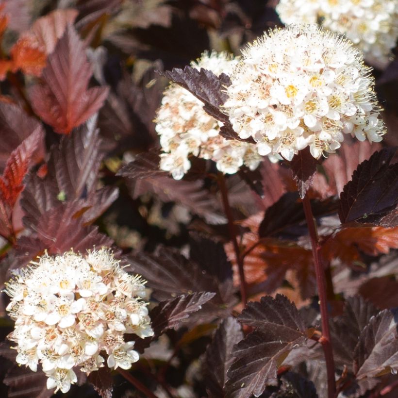 Blasenspiere Little Angel - Physocarpus (Harvest)