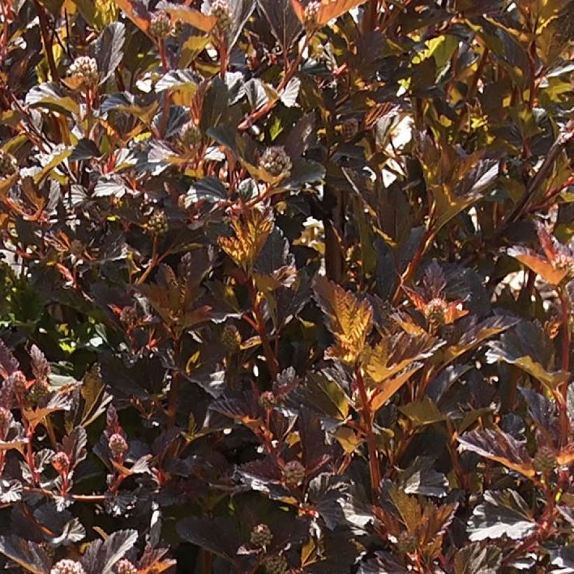 Blasenspiere Little Devil - Physocarpus (Foliage)