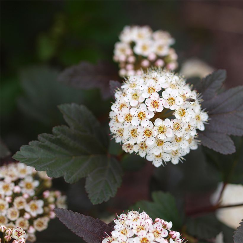 Blasenspiere Little Devil - Physocarpus (Flowering)
