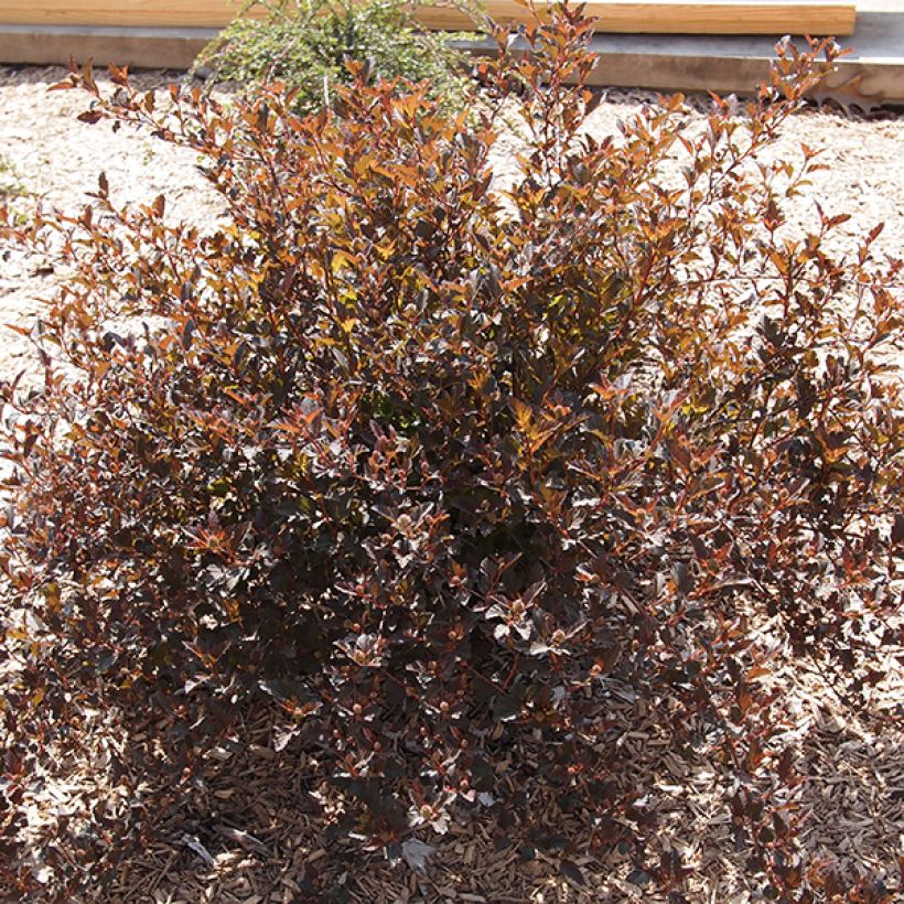 Blasenspiere Little Devil - Physocarpus (Plant habit)