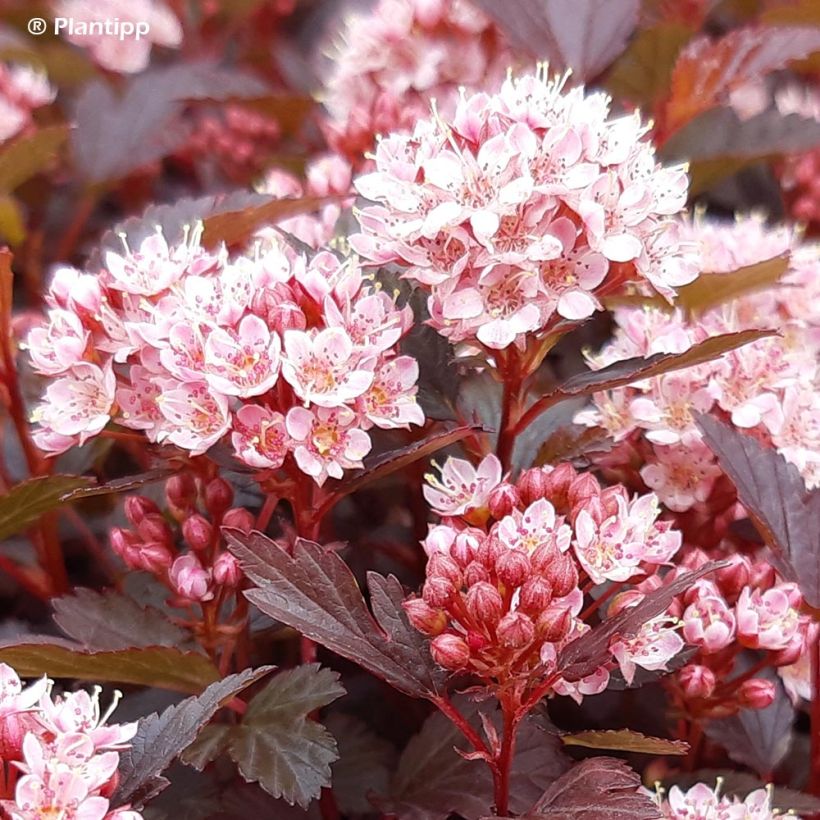 Blasenspiere Little Joker - Physocarpus (Flowering)