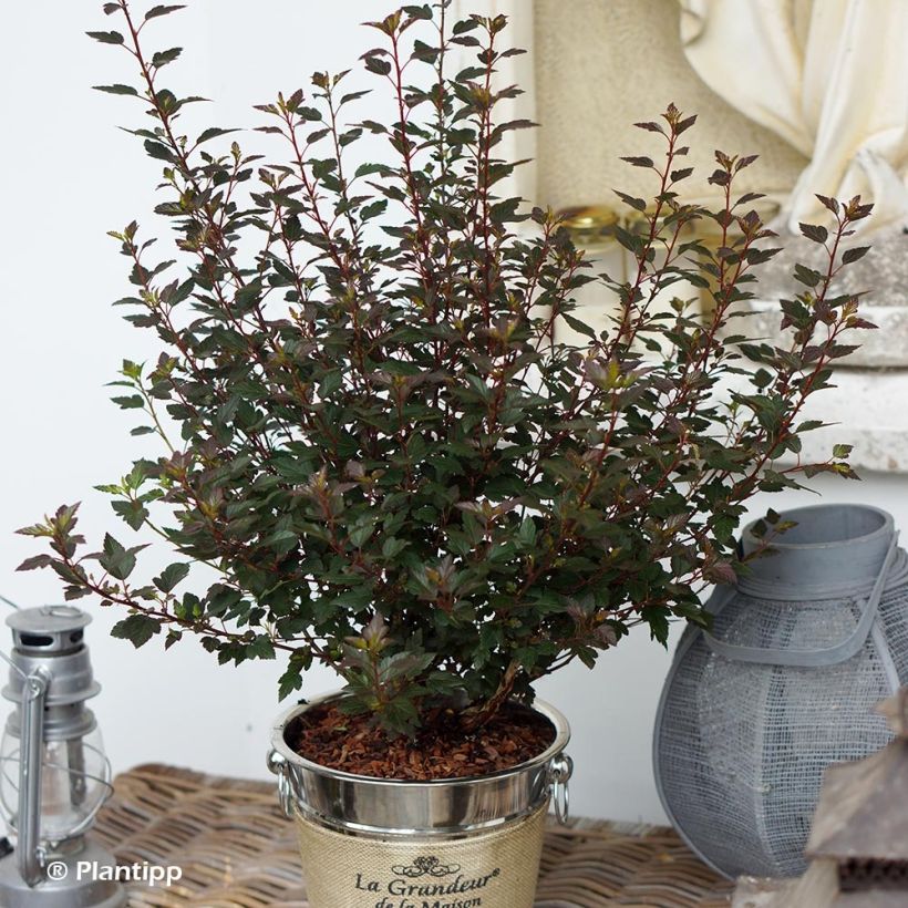 Blasenspiere Little Joker - Physocarpus (Plant habit)
