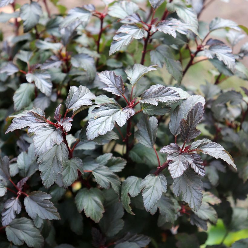 Blasenspiere Little Joker - Physocarpus (Foliage)